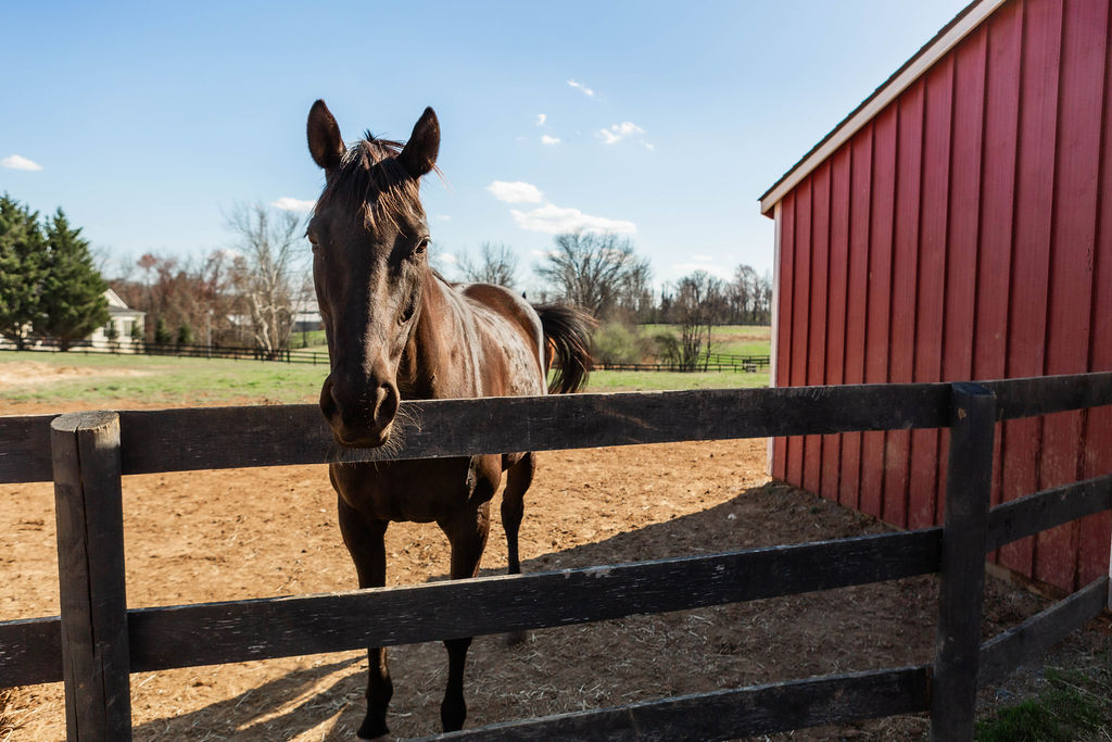 Horse at fence with red barn background